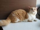 Коротколапый котик ламбкин объявление продам