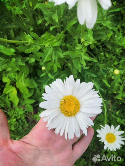 Ромашка садовая