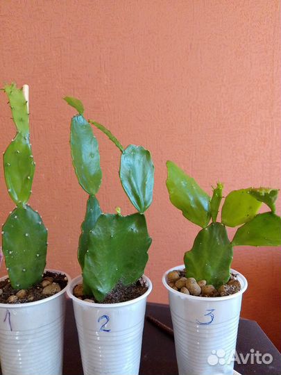 Кактус Опунция