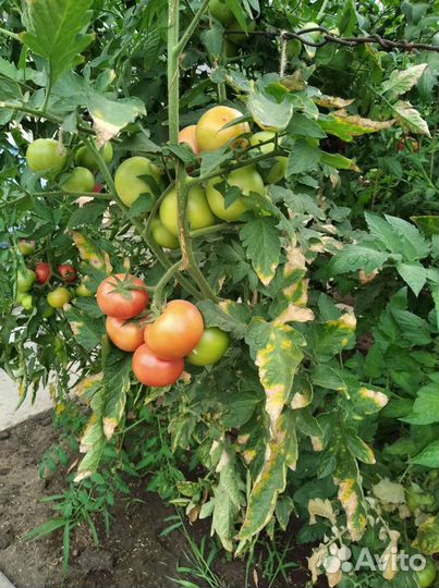 Помидоры свежие