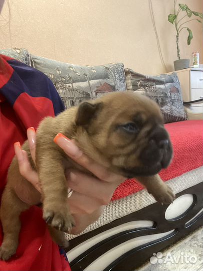 Французский бульдог