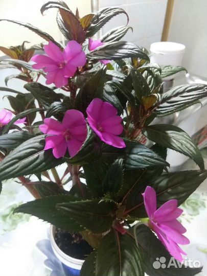 Бальзамин новогвинейский