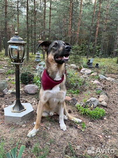 Паоло-Руди ищет хозяина