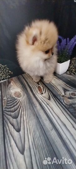 Щенки шпица микро