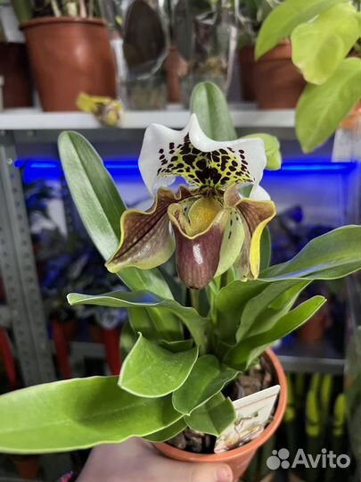 Орхидея пафиопедилум Американский 4 куста