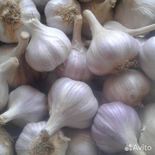 Чеснок