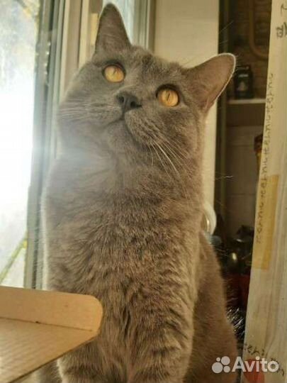 Кот в дар бесплатно