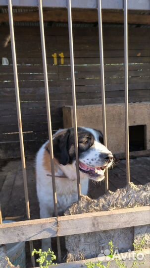 Московская сторожевая