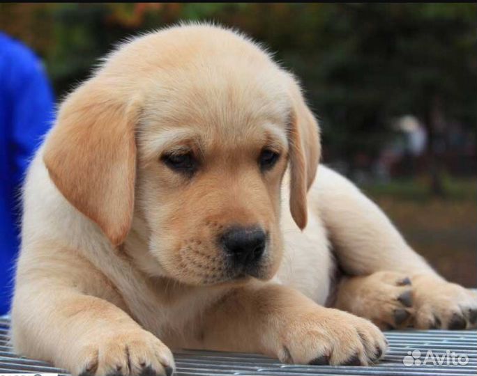 Лабрадор щенки (ркф, клеймо, ветпаспорт)