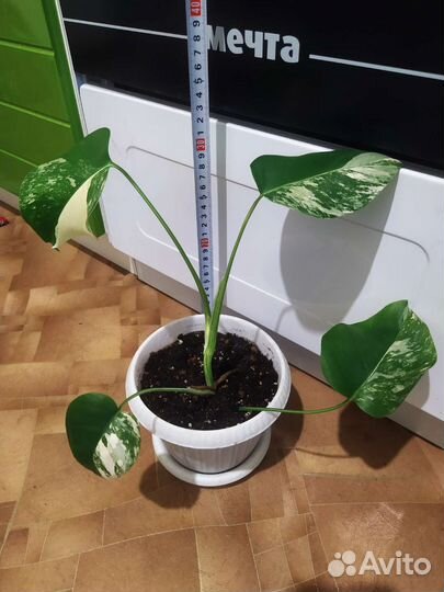 Монстера Альба вариег, Минима, Манки, лианы