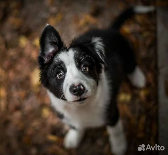 Щенки, собаки из приюта ищут дом