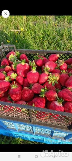 Продам рассаду клубники