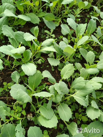 Рассада капусты ранней и поздней