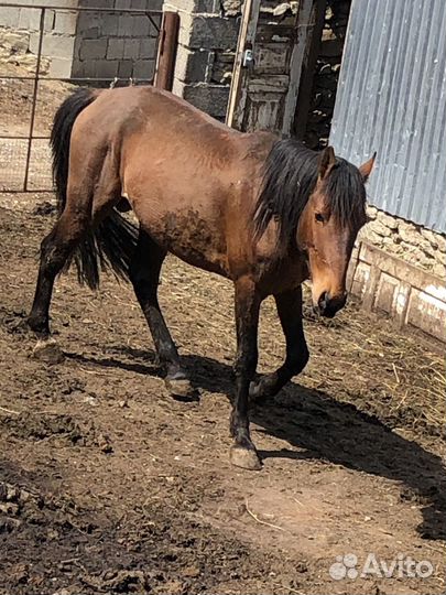 Жеребец иноходец