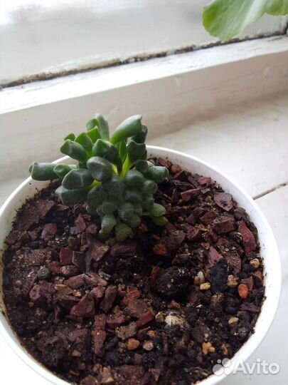 Суккуленты