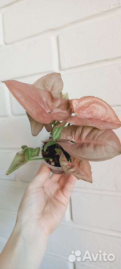 Сингониум Pink Neon и Pink splesh allusion