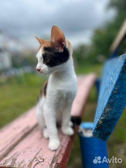 Кошка в дар