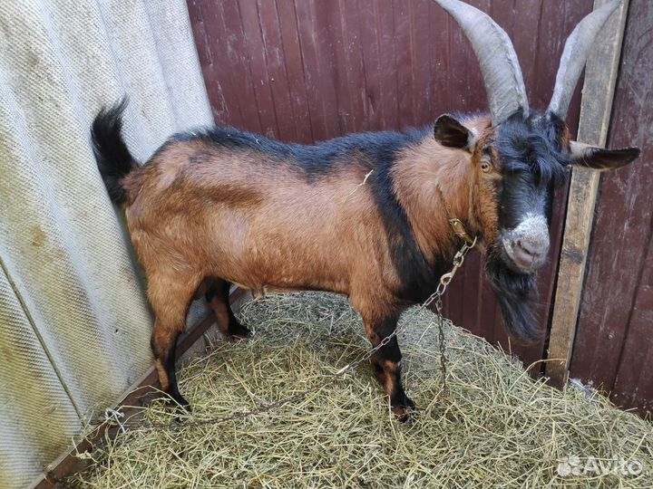 Козёл на племя
