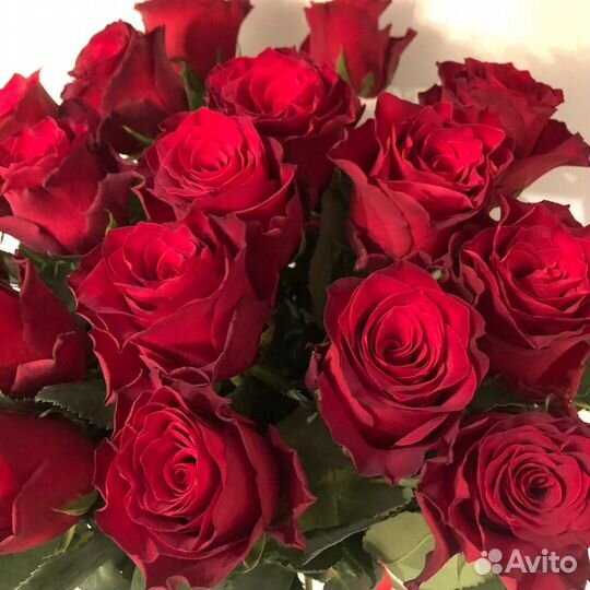 Красные розы сорта explorer 70 см