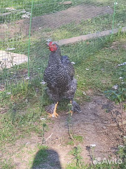 Куры доминант