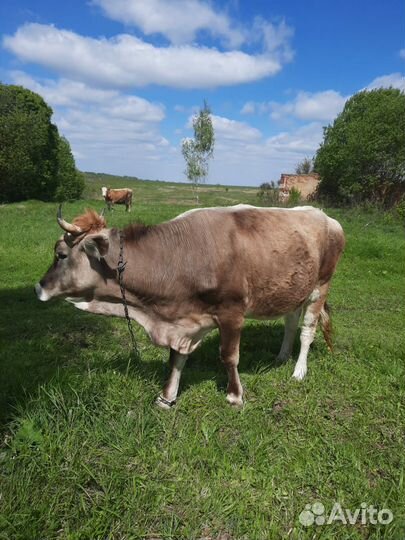 Корова - телка стельная молодая