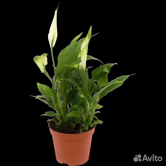 Спатифиллум