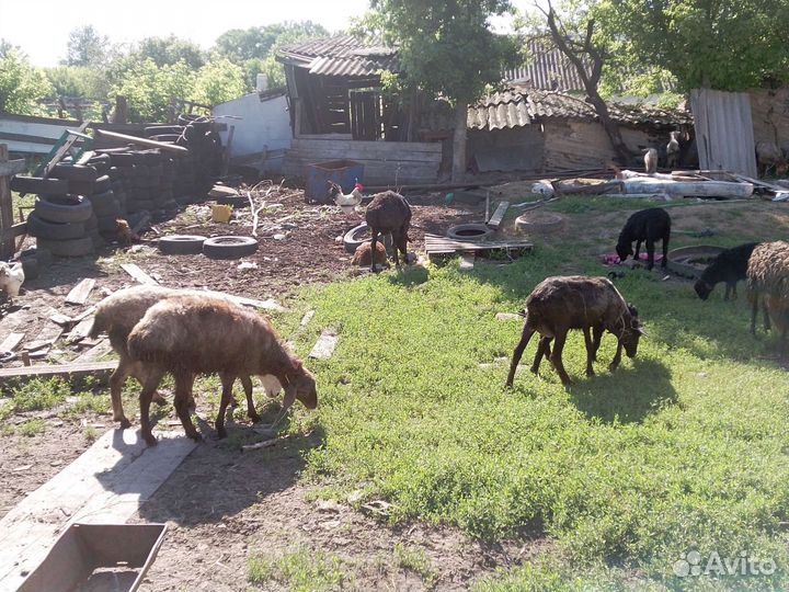 Овцы бараны ягнята оптом