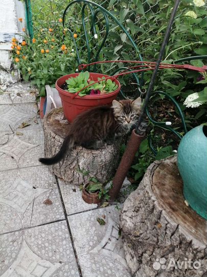 Кошечка в добрые руки