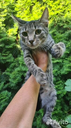 Котенок-рысенок в поиске дома