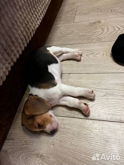 Собаки щенки бигль