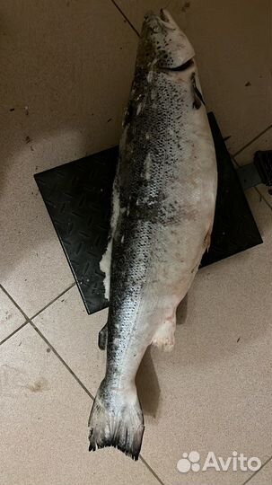 Хариус, сиг, чир, ряпушка, корюшка