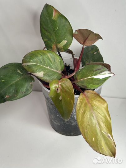 Филодендрон ред андерсон