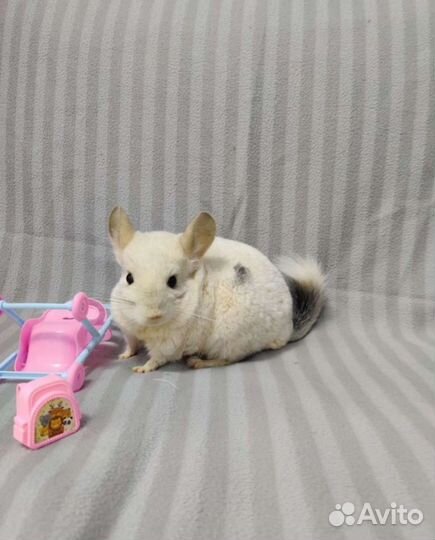 Шиншилла девочка гетеробежевая