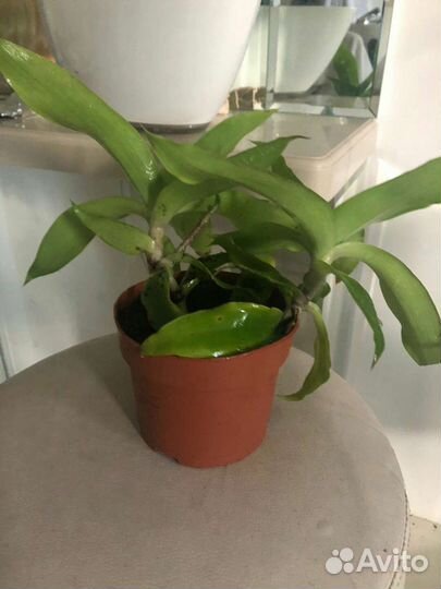 Традесканция макси