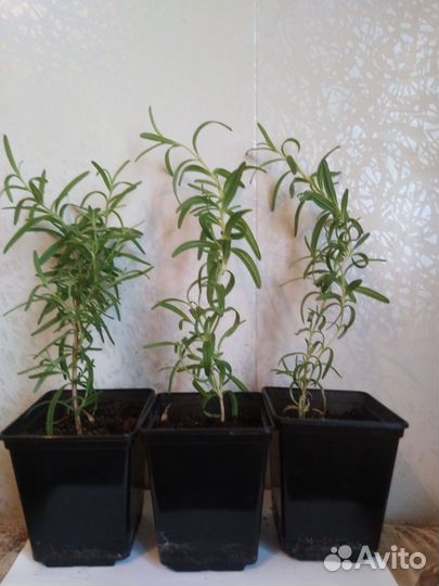 Продам кустики розмарина