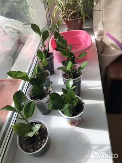 Замиокулькас