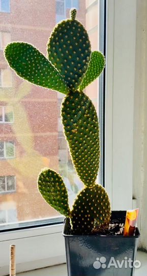 Кактус опунция