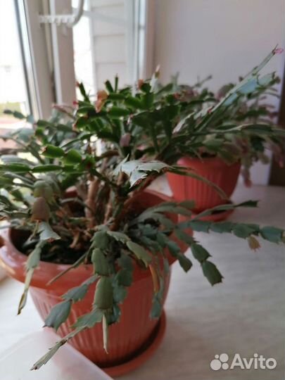 Фикус, декабрист, педилантус