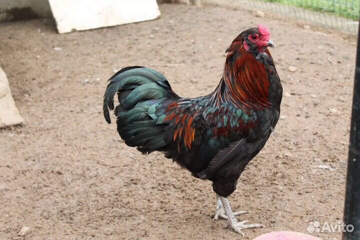 Орпингтон Амераукана Джерсийский Курица Петух
