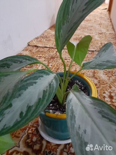 Аглонемы и дифенбахия