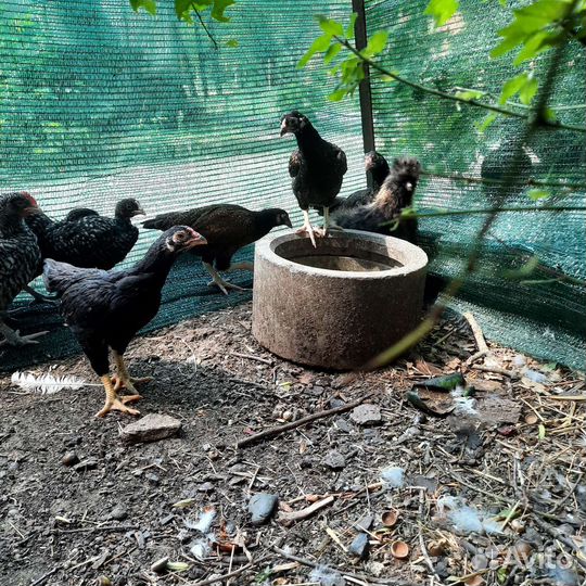 Петушки корниш и бресс гальские