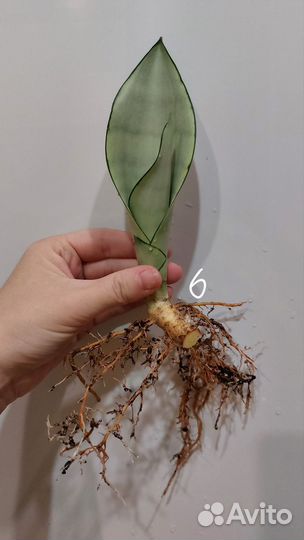 Сансевиерия Муншайн