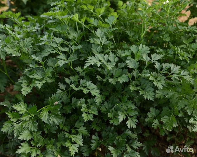 Семена Петрушки 