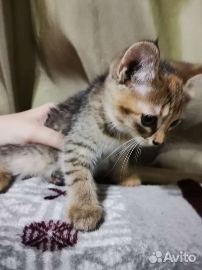 Кошка в дар бесплатно