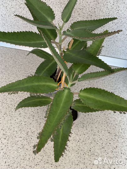 Каланхоэ, алоэ