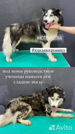 Обучение на грумера / курсы груминга