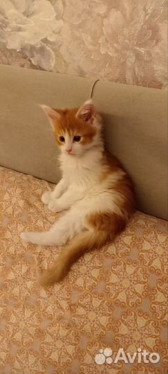 Котята мейн-кун