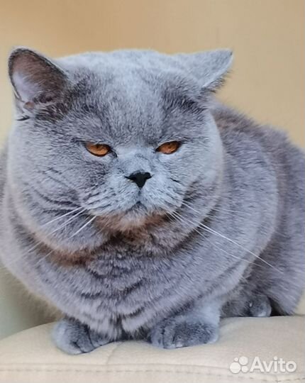 Британский кот. вязка