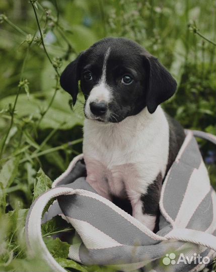 Собака в добрые руки
