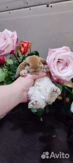 Декоративные карликовые крольчата